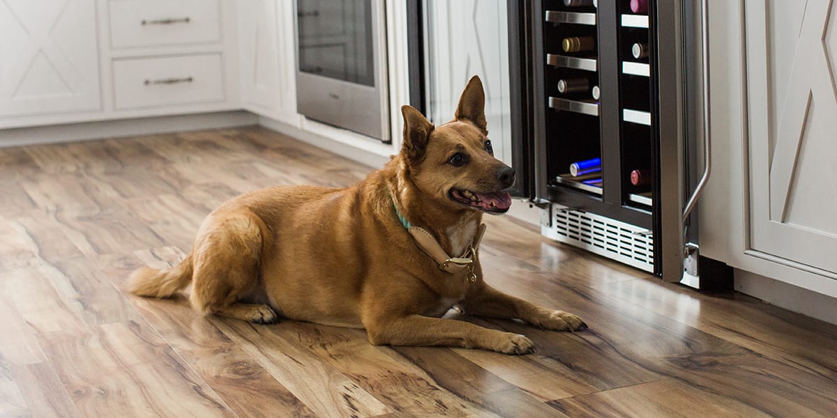 Flooring Options For Pet Owners, Pet Proof Hardwood Floors