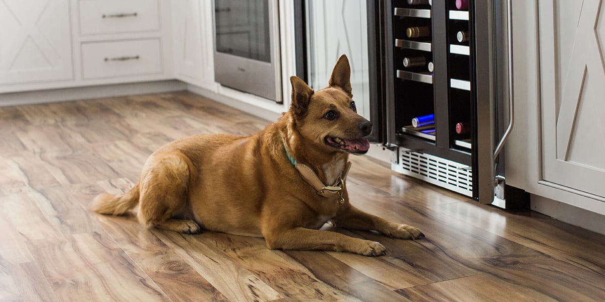 Cork Floor Dogs – Flooring Site