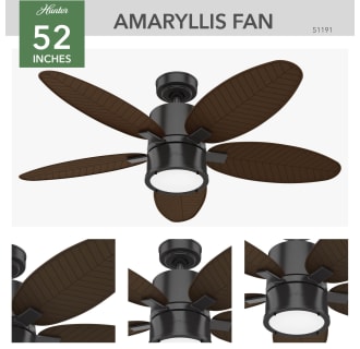 A thumbnail of the Hunter Amaryllis 52 LED Alternate Image