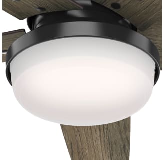A thumbnail of the Hunter Brenham 52 LED Light Kit View
