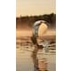 A thumbnail of the Hubbardton Forge 272111 Alternate Image
