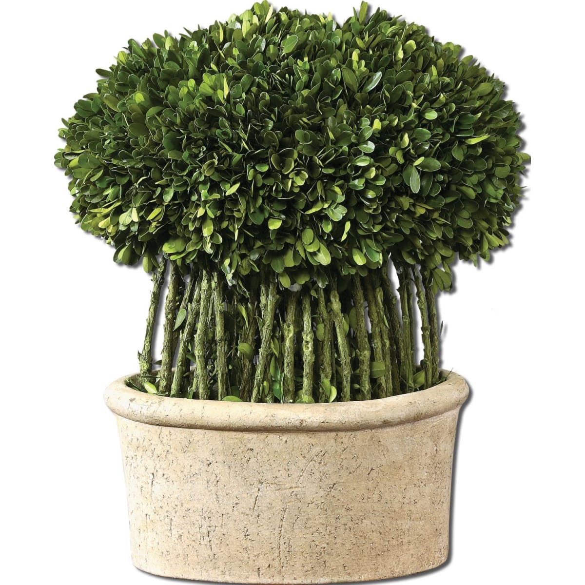 Uttermost 60108 Preserved Boxwood on Willow Branches