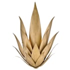 Agave