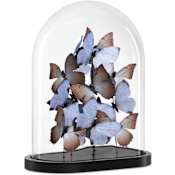 Currey and Company Rue de Bac 17" Tall Lilac Large Butterflies Lilac / Brown / Black / Clear