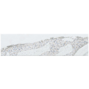 Emser Tile Amala - 3" x 12" Subway Wall Tile - Glossy, Matte Visual - Sold by Carton (6.3 SF/Carton) Cloud