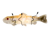 Meyda Tiffany Rainbow Trout 2 Light 10" Tall Wall Sconce Textured Black