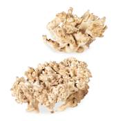 Uttermost Elemental Root 8" Tall Wood Nautical and Ocean Sculpture Set of 2 Bleached Residi