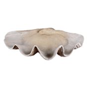 Uttermost Clam Decorative Bowls Antique White