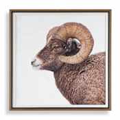 Uttermost Big Horn 40" x 40" Framed Animals Photographic Print Multi
