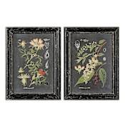 Uttermost Midnight Botanicals 33" x 25" Art Prints - Set of 2 Distressed Black
