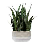 Uttermost Sansera Snake Accent Plant Green
