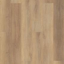 Canterbury Elm