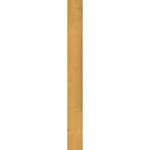 Norwegian Maple