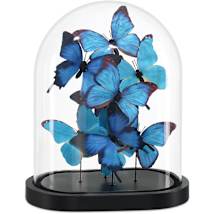 Blue / Black / Clear