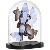 Lilac / Brown / Black / Clear