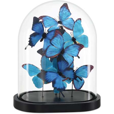 Currey and Company Rue de Bac 13" Tall Paper Butterflies with Clear Glass Dome Blue / Black / Clear