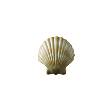 Scallop Shell