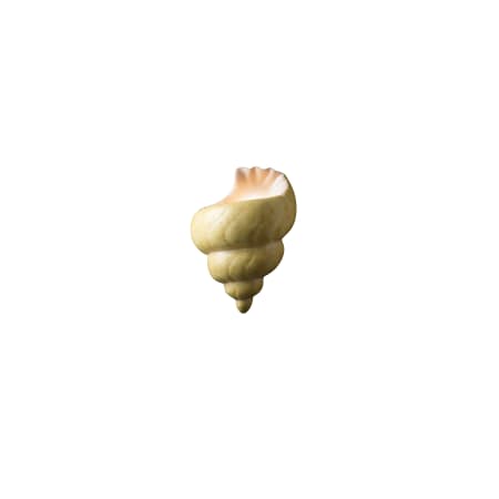 Justice Design Group Ambiance 10.5" Wall Sconce Conch Shell