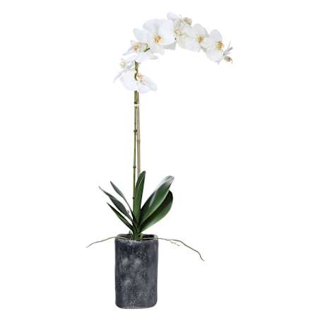 Orchid Pot on White Background