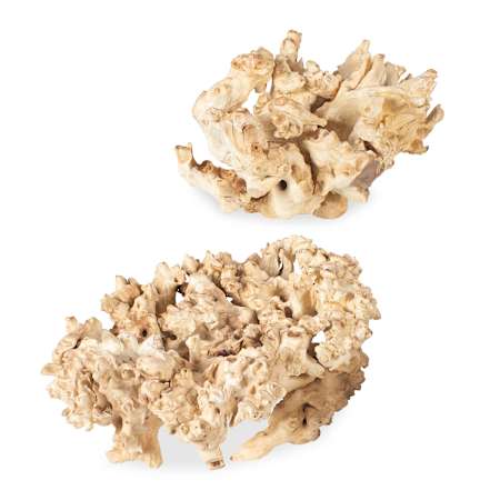 Uttermost Elemental Root 8" Tall Wood Nautical and Ocean Sculpture Set of 2 Bleached Residi