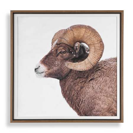 Uttermost Big Horn 40" x 40" Framed Animals Photographic Print Multi