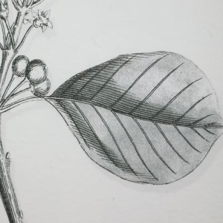 Alternate Image