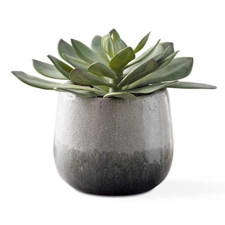 Uttermost Dudleya 10" Wide Succulent Artificial Plant in a Crackled Ceramic Vase Green / Aged White / Blue Gray