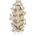 Currey and Company Maidenhair 22" Tall Wall Sconce Antique Pearl