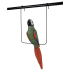 Parrot Detail