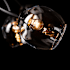 Alternate Image