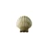 Scallop Shell