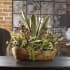 Uttermost Salar Artificial Designer Succulents Plants in Teak Bowl with Aloe, Jade, Bromeliad and other Succulents Light Brown