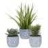Uttermost Puebla Set of (3) Greenery Succulent and Spider Plants In Pots Cobalt Blue / White