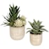 Uttermost Seaside Succulents 12" Tall Ceramic Faux Flora Planter - Set of 2 Tan
