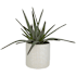 Uttermost Taos 17-1/2" Tall Ceramic Faux Flora Planter Ivory / Beige