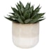Uttermost Doha 10-1/2" Tall Ceramic Faux Flora Planter Beige