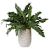 Uttermost Verdure Fern 16-1/4" Tall Ceramic Faux Flora Planter Tan