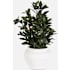 Uttermost Elena Olive 28" Tall Ceramic Faux Flora Planter Off-White