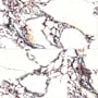 Merola Tile Sample Only of FED24T Rubis