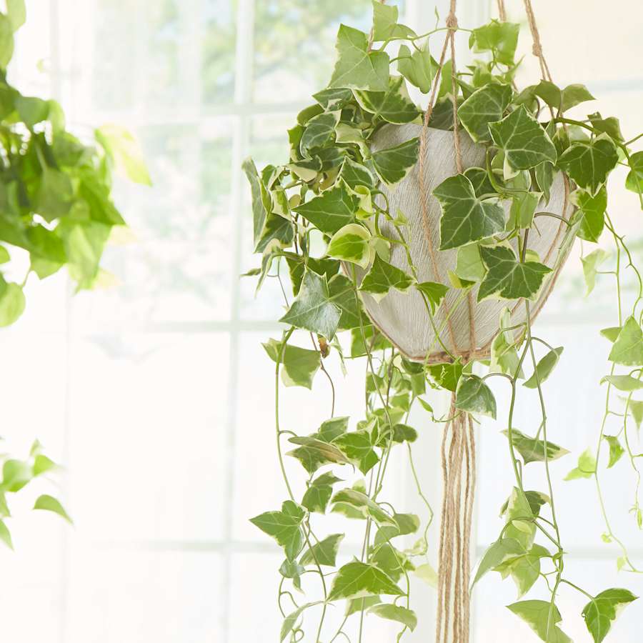 cyan-design-08733-alternate-image-1235