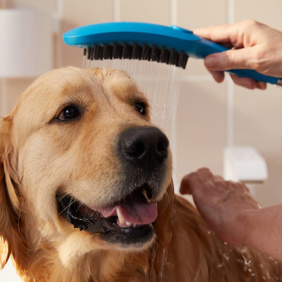 Peanut reslient butter shower wall dog