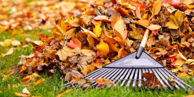 Don't Throw Away The Leaves On Your Lawn This Fall, Say Experts